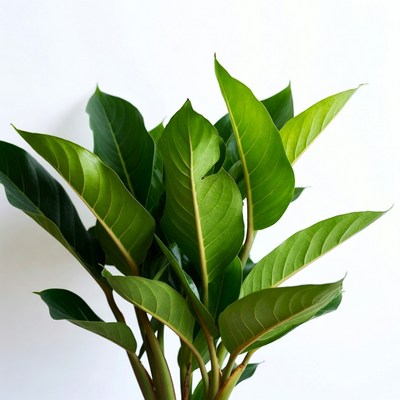 Lush Green Philodendron Leaves on White