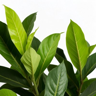 Green plant leaves on white background