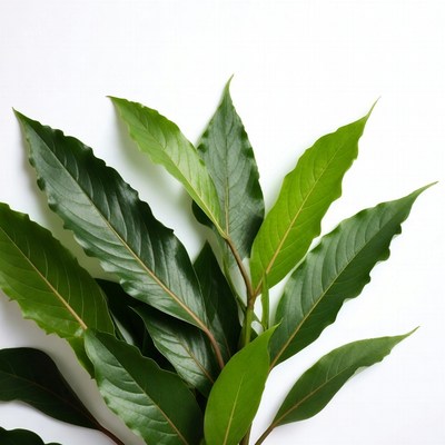 Fresh green leaves on white background