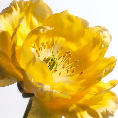Yellow Poppy Flower Closeup