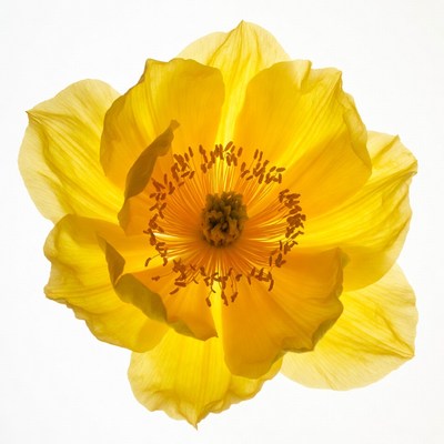 Yellow flower on white background