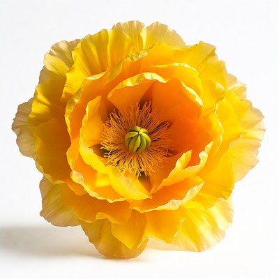 Yellow Poppy Flower