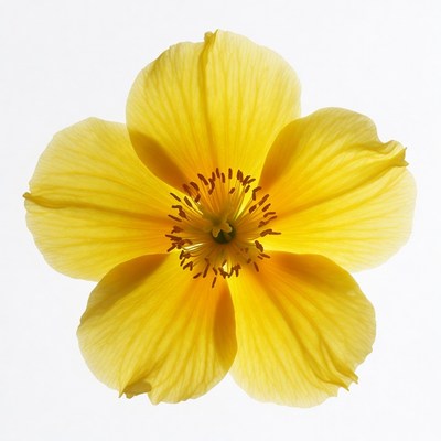 Yellow Flower on White Background