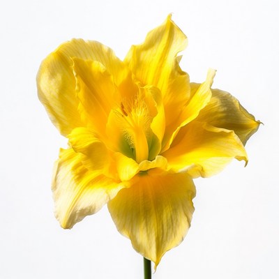 Yellow Daylily Flower Isolated