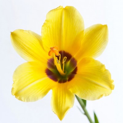 Yellow Daylily Flower on White Background