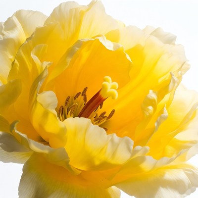 Yellow tulip flower close-up