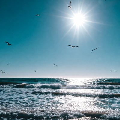 Seagulls Flying Over Ocean Sun