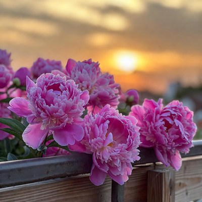 Pink Peonies at Sunset