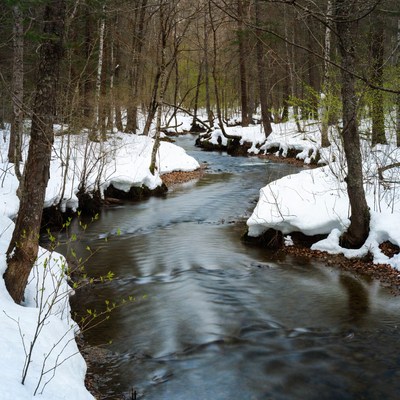 Snowy Forest Stream in Spring