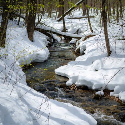 Snowy Forest Stream with Spring Buds
