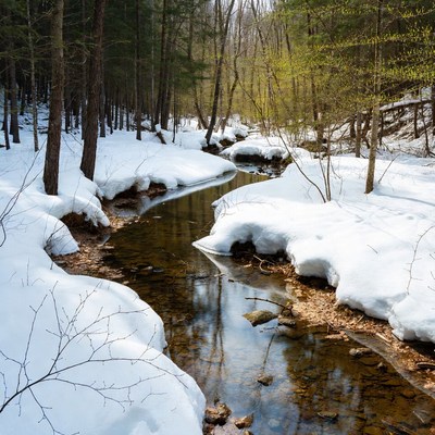 Snowy Stream in Forest