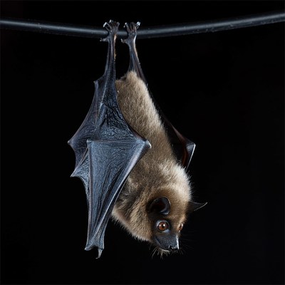Bat hanging upside down