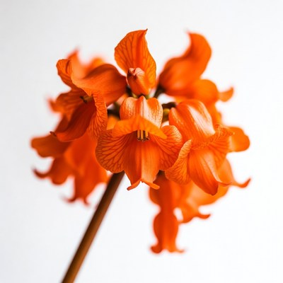 Orange Clivia Flowers on White Background
