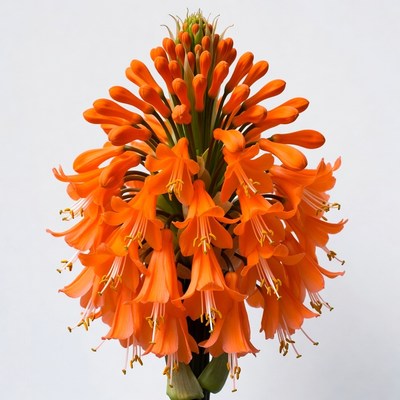 Orange Clivia Flower Bloom