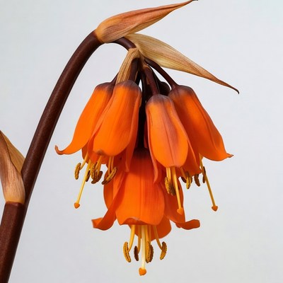 Orange Clivia Flowers on Stem
