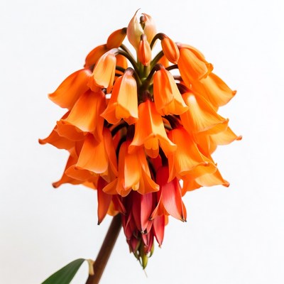 Orange Clivia Flower Bloom