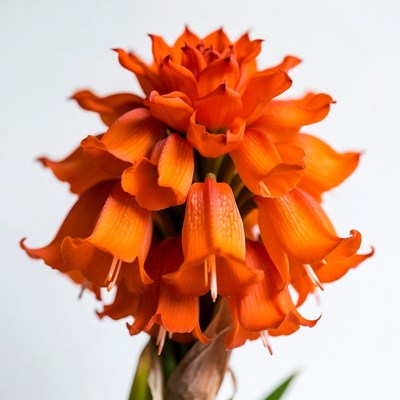 Vibrant Orange Clivia Flower