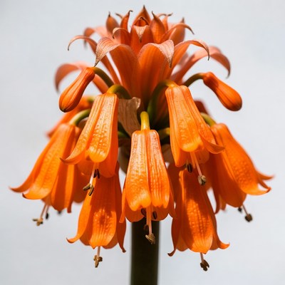 Orange Clivia Flower Bloom