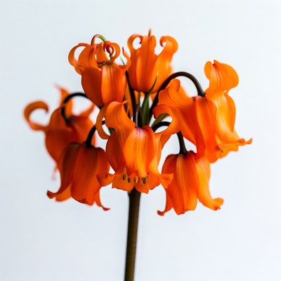 Orange Clivia Flowers on White Background