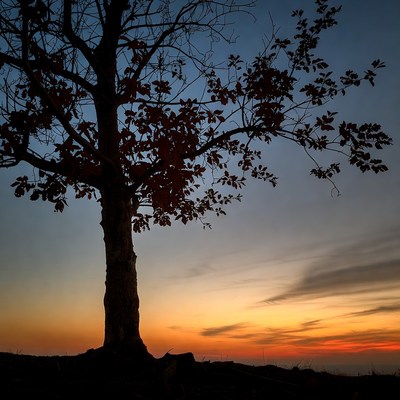 Silhouette tree at sunset