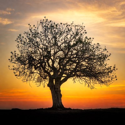 Silhouette Tree at Sunset