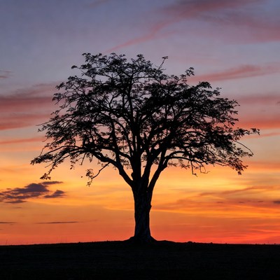 Silhouette Tree at Sunset