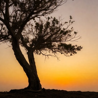 Silhouette tree at sunset