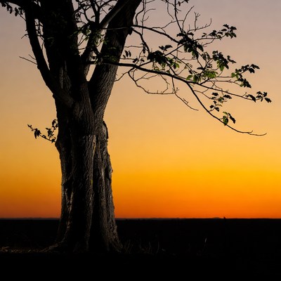 Silhouette tree at sunset