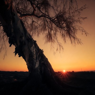 Eucalyptus Tree at Sunset
