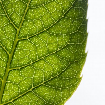 Green Leaf Veins Closeup