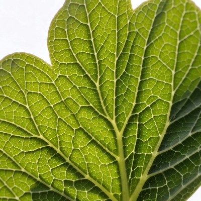 Heart-Shaped Green Leaf Closeup