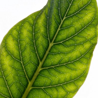 Green Leaf with Veins Closeup