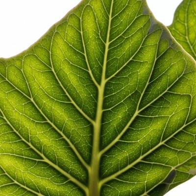 Green Leaf with Veins
