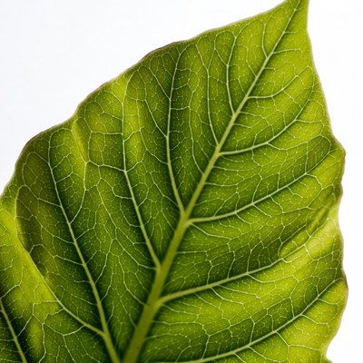 Green Leaf with Veins