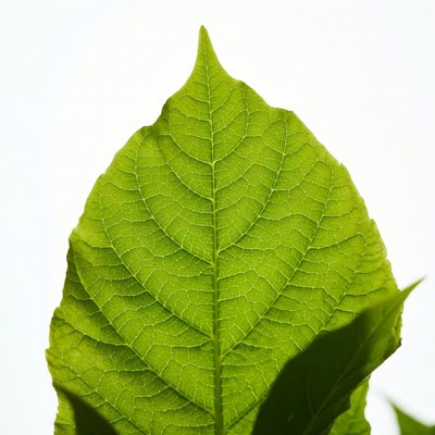 Green pointed leaf on white background