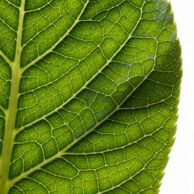 Green Leaf Veins Closeup