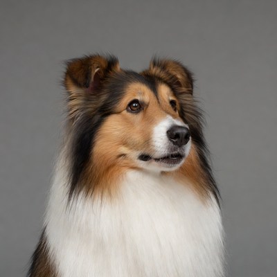 Collie dog portrait