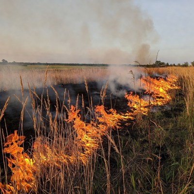 Grass Field Burning with Flames