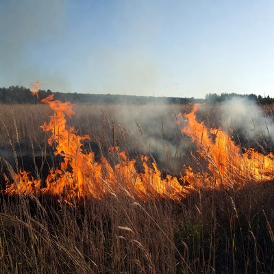 Grass Field Burning with Flames