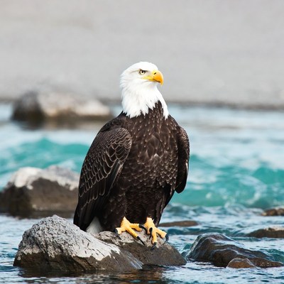 Bald eagle perched on river rock