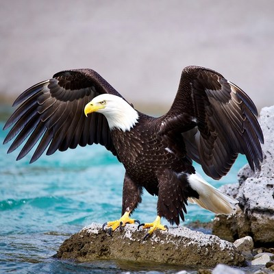 Bald eagle standing on rock
