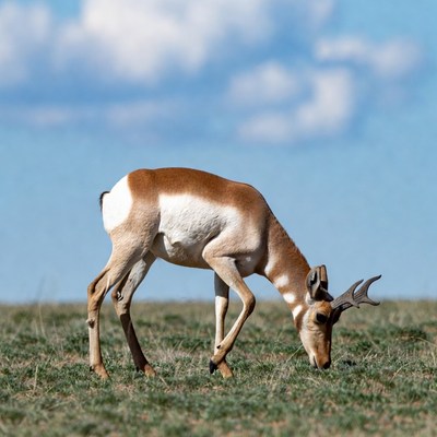 Pronghorn antelope grazing in grass