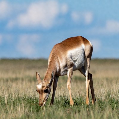 Pronghorn grazing in grassland