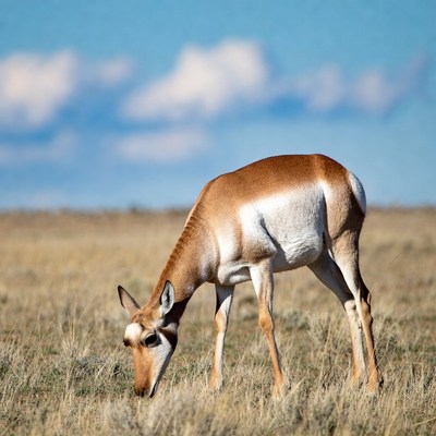 Pronghorn antelope grazing in grassland