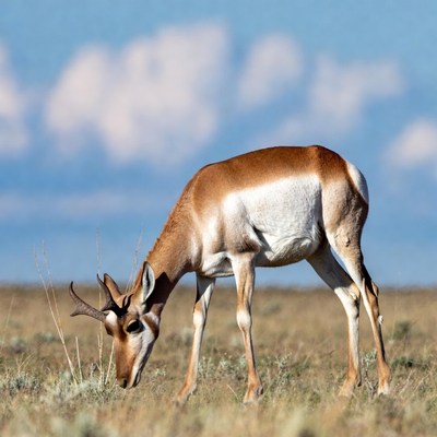 Pronghorn Antelope Grazing in Grassland
