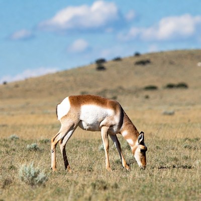 Pronghorn antelope grazing in grassland