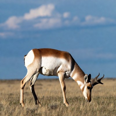 Pronghorn antelope grazing in field
