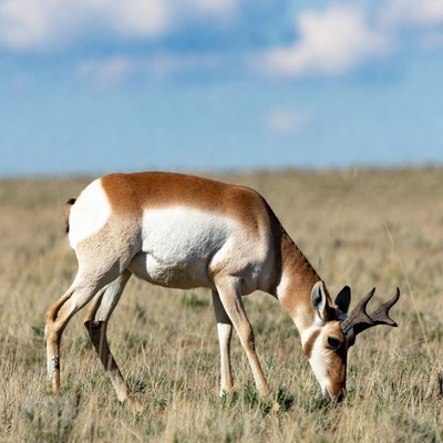 Pronghorn Antelope Grazing in Grassland