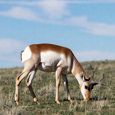 Pronghorn antelope grazing in grassland