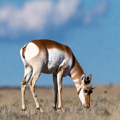 Pronghorn antelope grazing in field